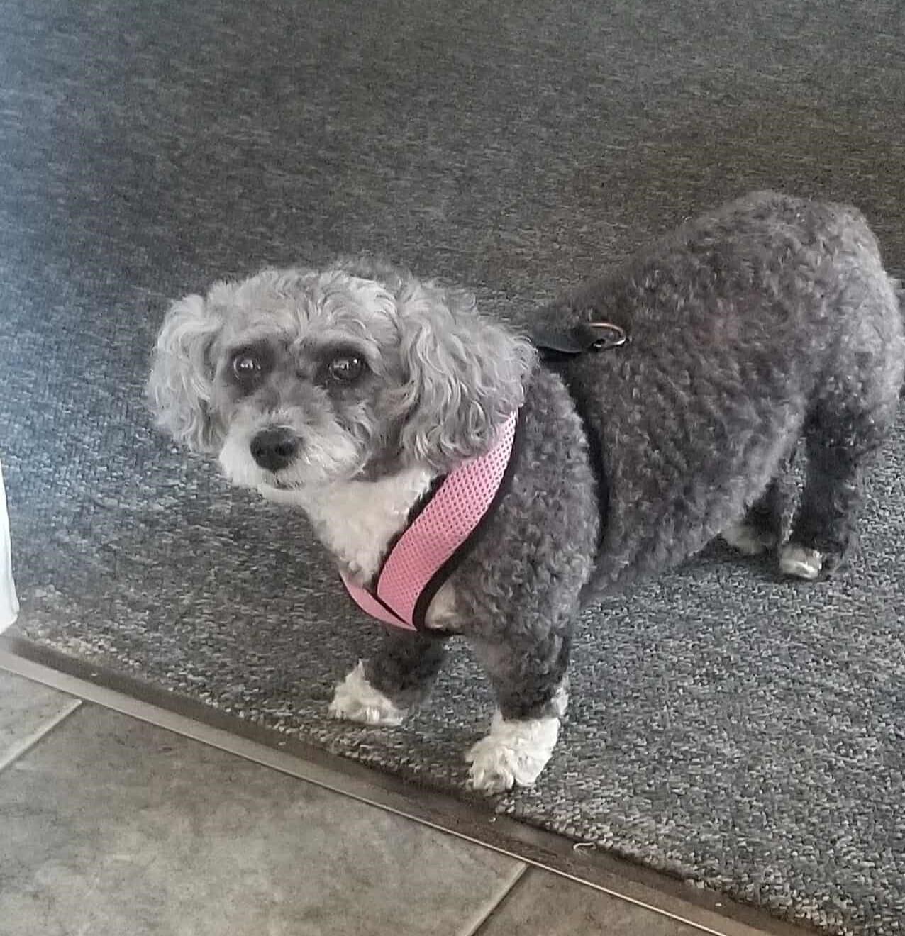 GiGi