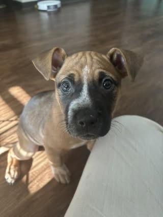 Kimber (Cardamom), Adoptable, Puppy Female Pit Bull Terrier.
