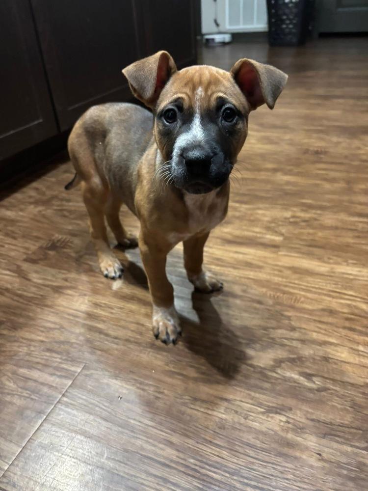 Kimber (Cardamom), a Adoptable mixed breed in Colorado Springs, CO image 2/4