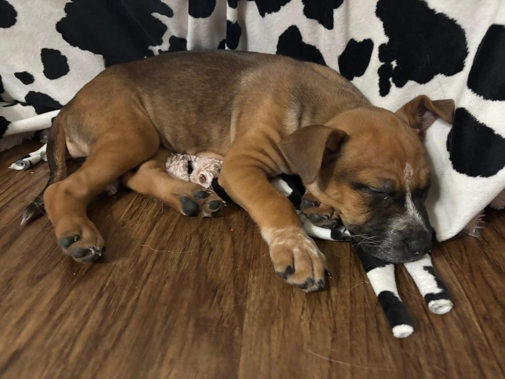 Kimber (Cardamom), a Adoptable mixed breed in Colorado Springs, CO image 3/4