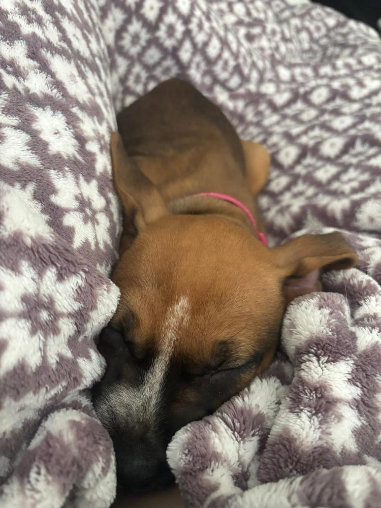 Kimber (Cardamom), a Adoptable mixed breed in Colorado Springs, CO image 4/4