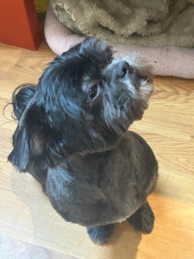 Enlarge Pretinha, a Adoptable Shih Tzu in Sarasota, FL image 4/4
