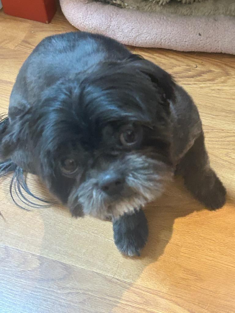 Enlarge Pretinha, a Adoptable Shih Tzu in Sarasota, FL image 2/4