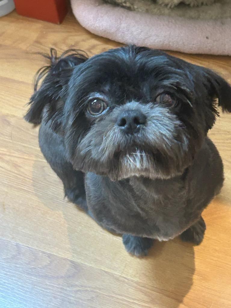 Enlarge Pretinha, a Adoptable Shih Tzu in Sarasota, FL image 3/4