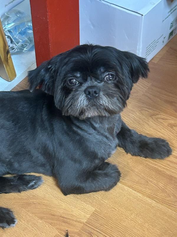 Pretinha, Adoptable, Puppy Female Shih Tzu.