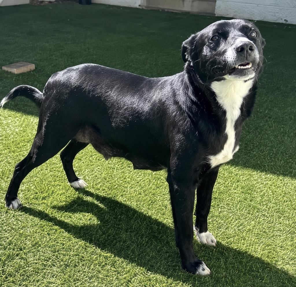 Paisley, Adoptable, Adult Female Labrador Retriever.