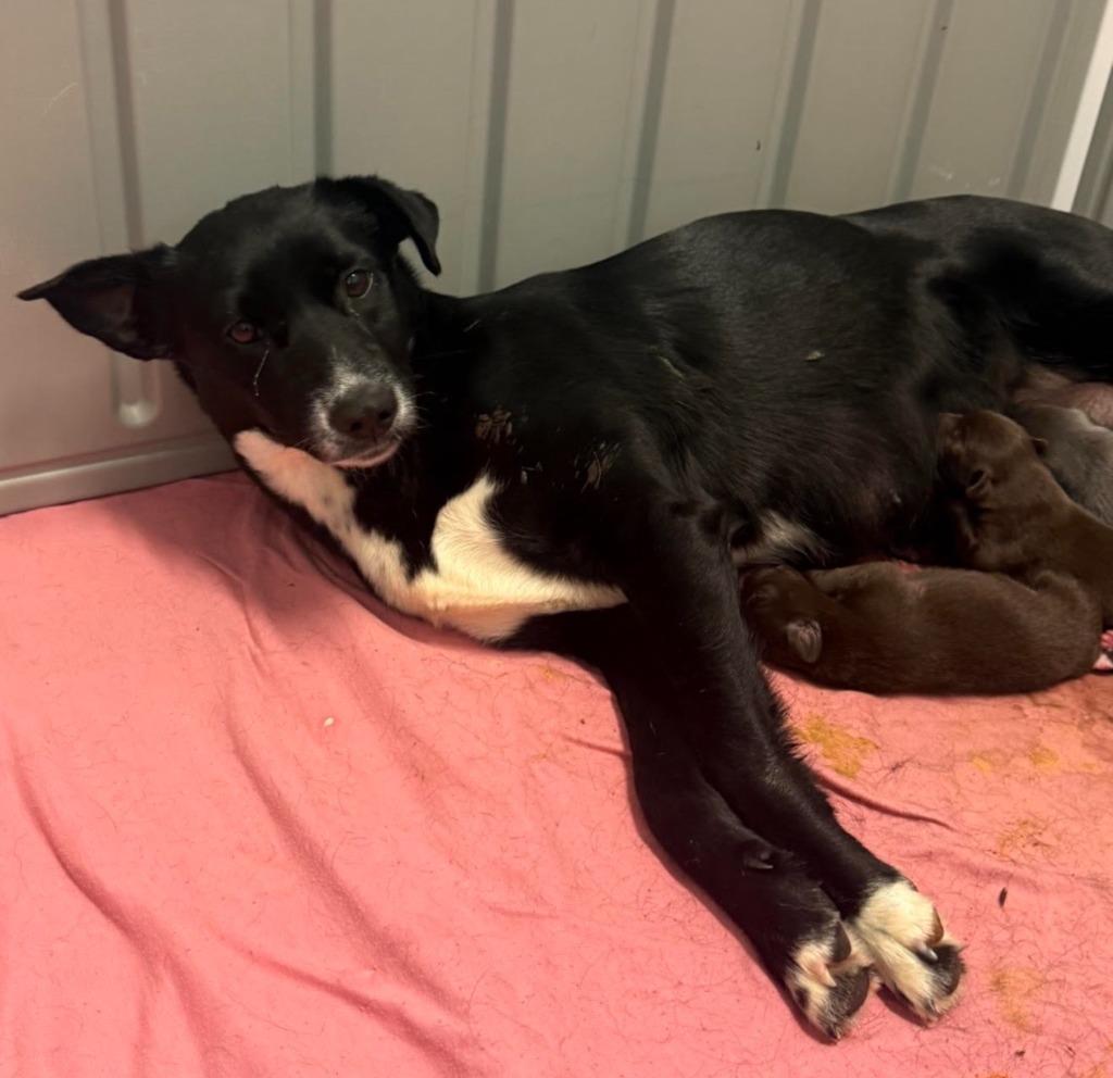 Paisley, a Adoptable mixed breed in North Syracuse, NY image 2/2