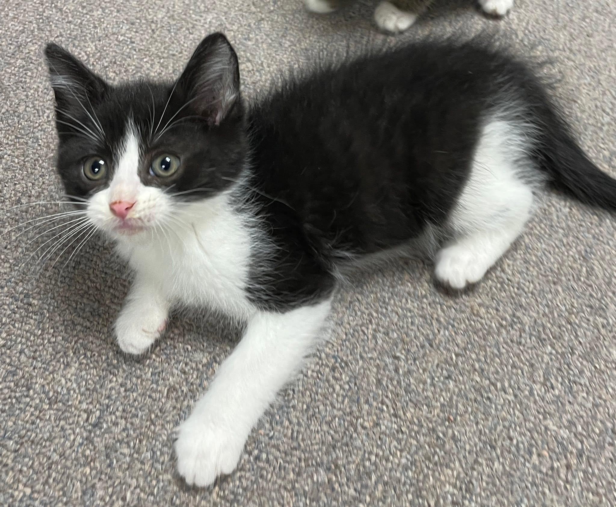 Paco, adopted, Kitten Male Domestic Short Hair.