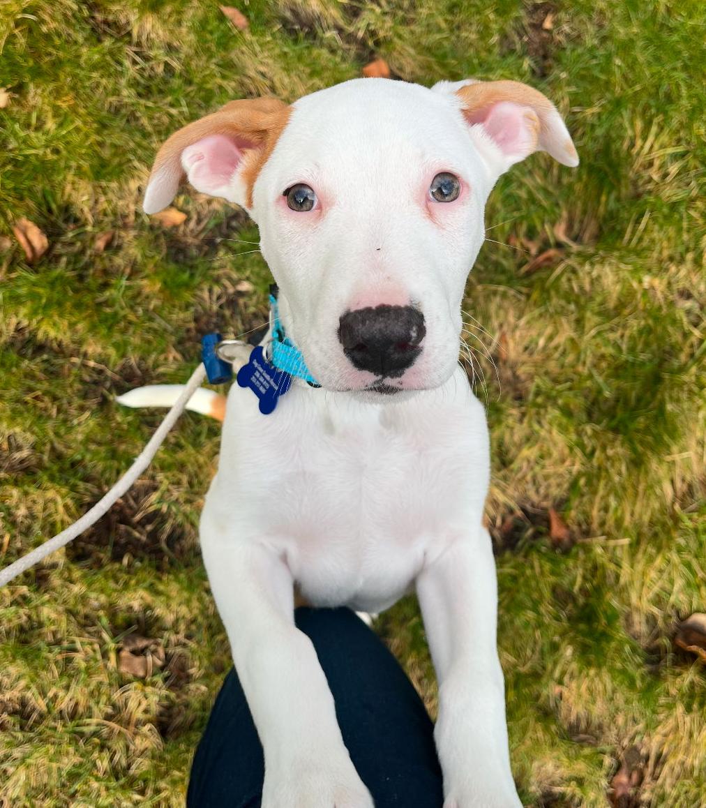 Toad, Adoptable, Young Male Terrier & Cattle Dog.