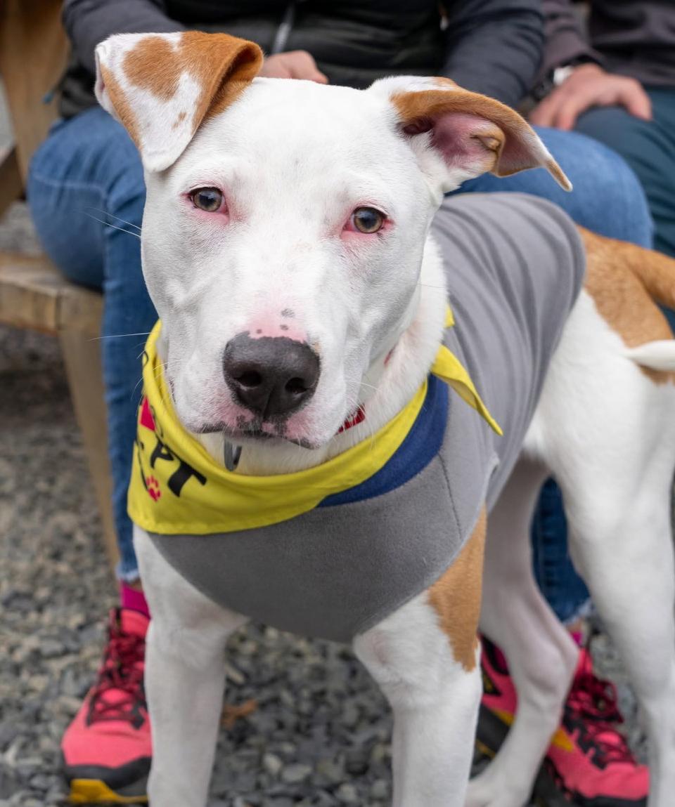 Enlarge Toad, a Adoptable mixed breed in Bothell, WA image 3/3