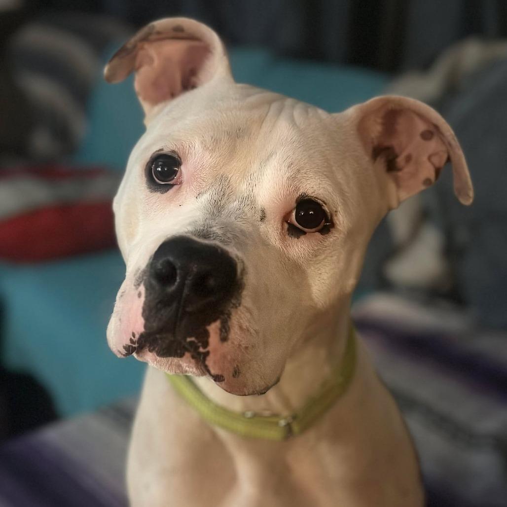 Enlarge Einstein, a Adoptable mixed breed in Overland Park, KS image 1/4