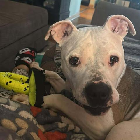 Enlarge Einstein, a Adoptable mixed breed in Overland Park, KS image 2/4