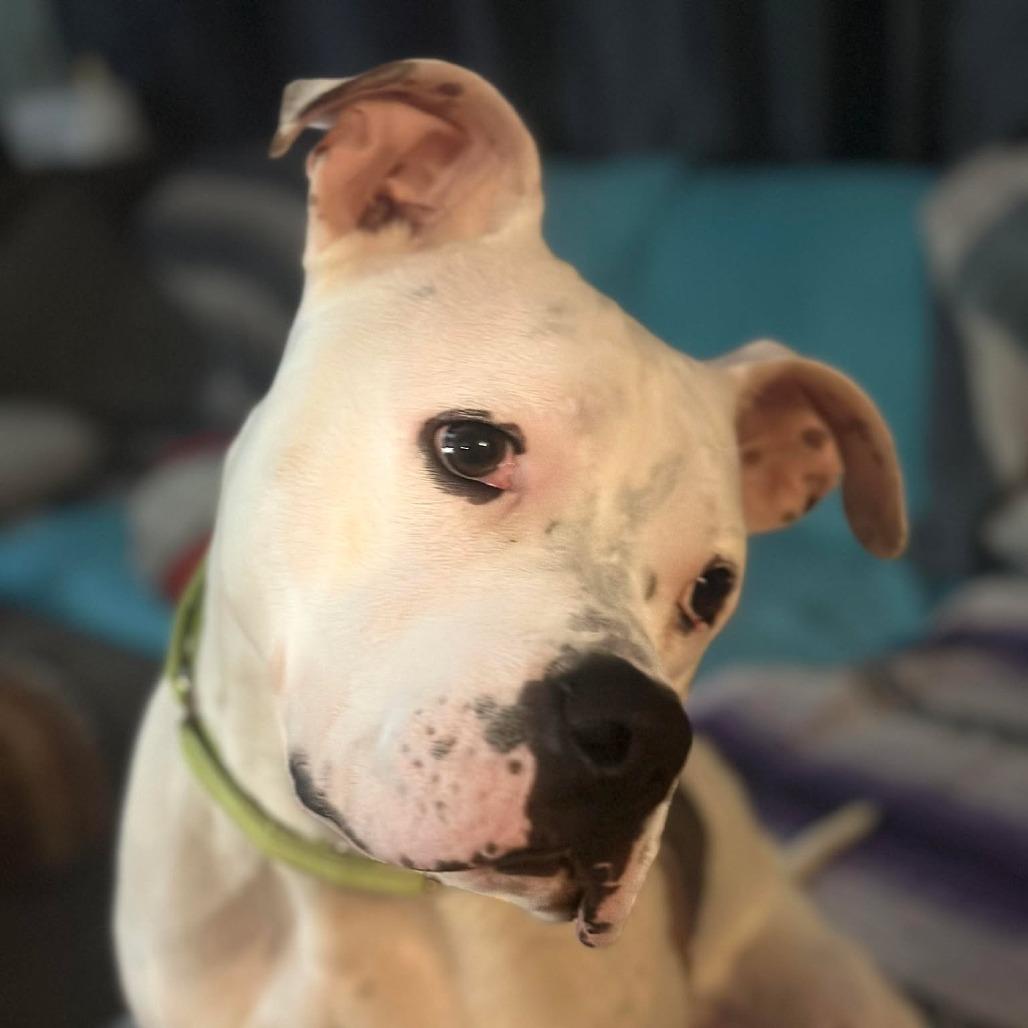 Enlarge Einstein, a Adoptable mixed breed in Overland Park, KS image 3/4