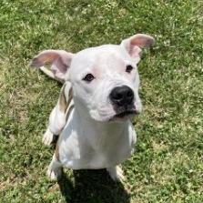 Enlarge Einstein, a Adoptable mixed breed in Overland Park, KS image 4/4