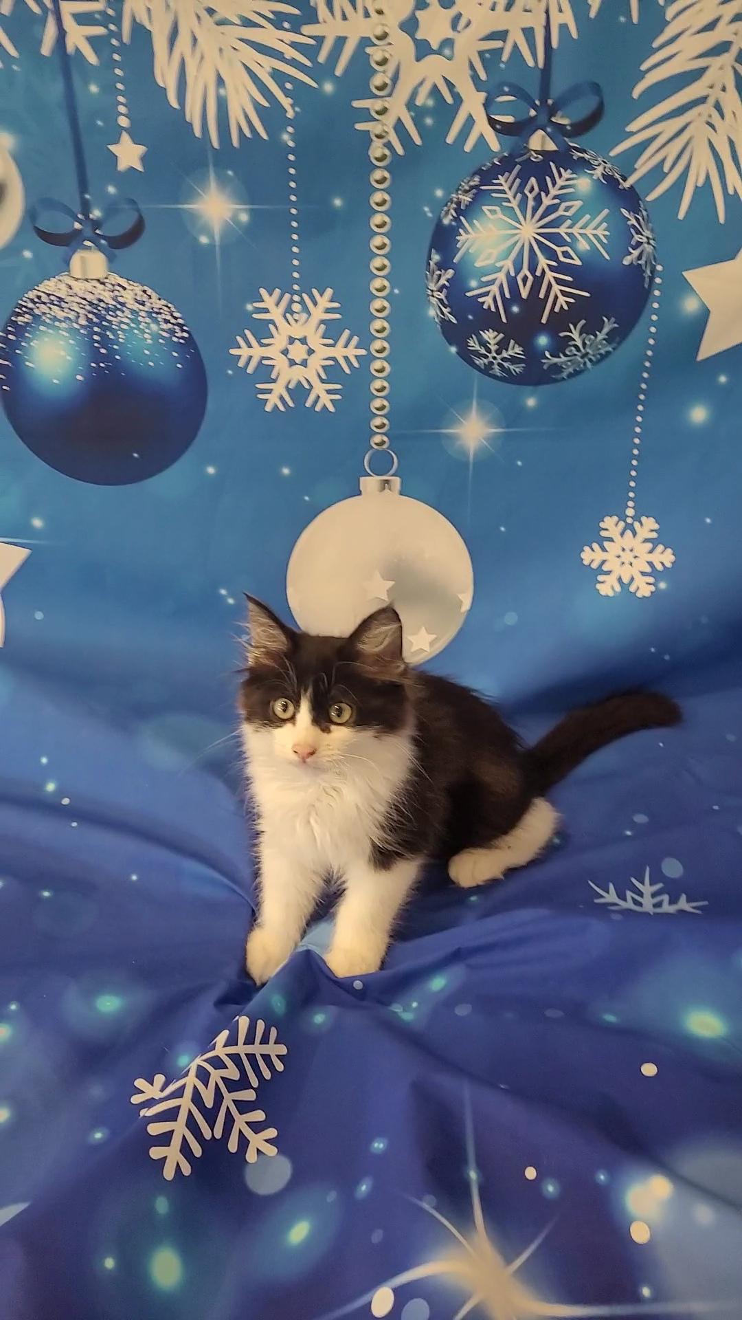 YOGI Bear, a Adoptable mixed breed in Escalon, CA image 3/6