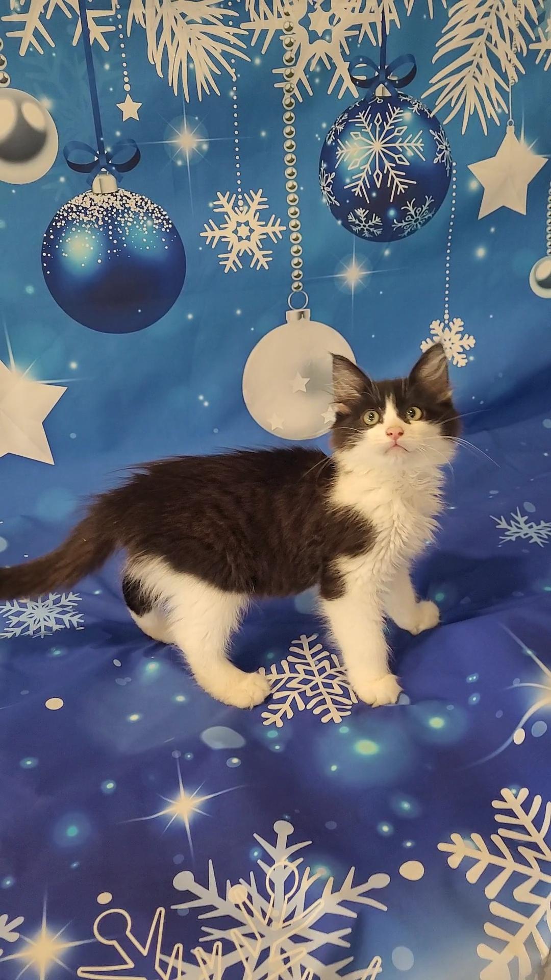 YOGI Bear, a Adoptable mixed breed in Escalon, CA image 4/6