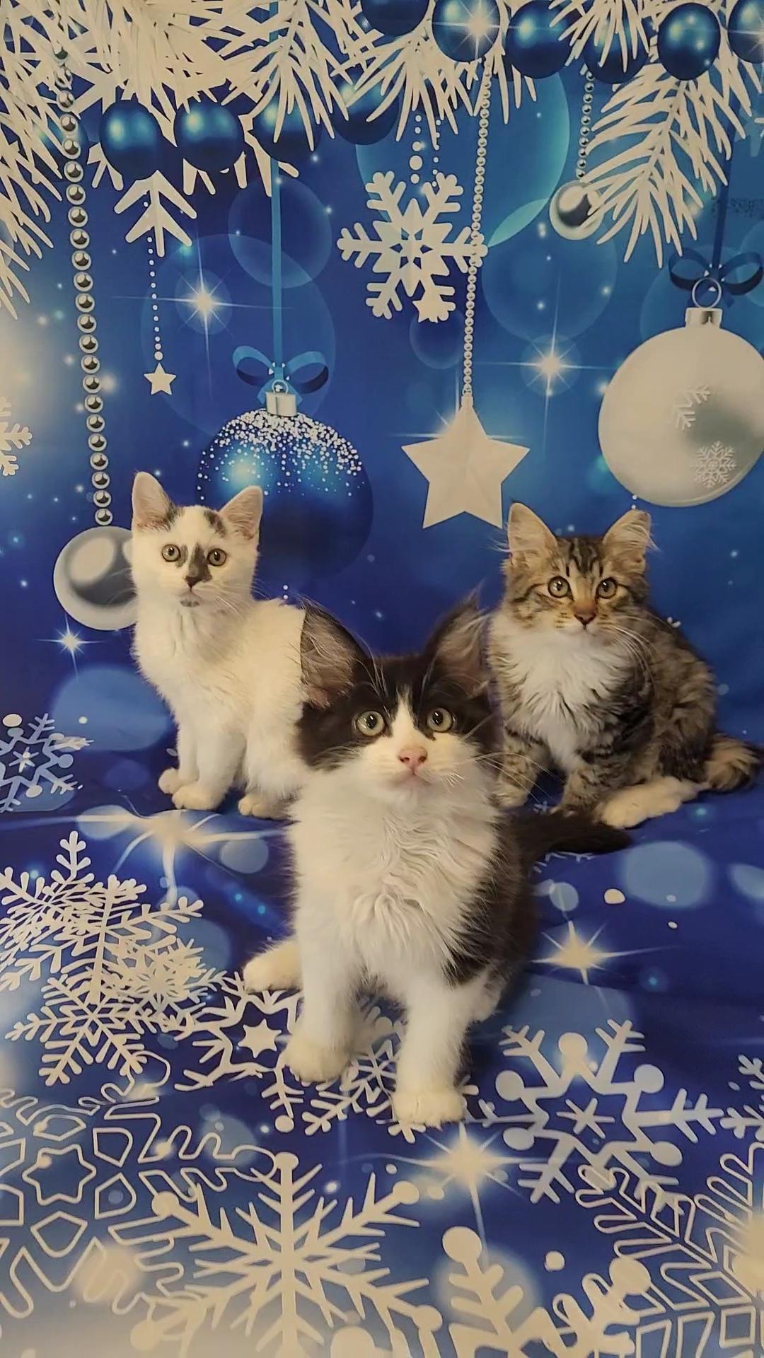 YOGI Bear, a Adoptable mixed breed in Escalon, CA image 5/6