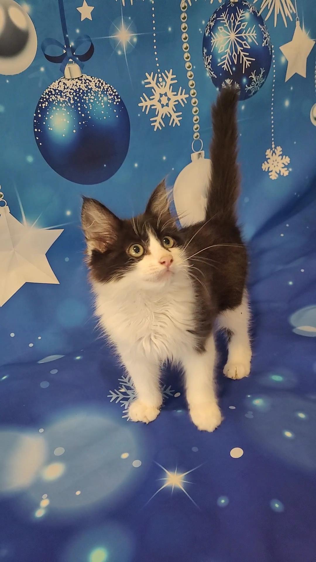 YOGI Bear, a Adoptable mixed breed in Escalon, CA image 2/6