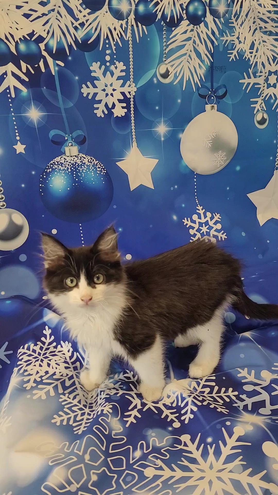 YOGI Bear, a Adoptable mixed breed in Escalon, CA image 1/6