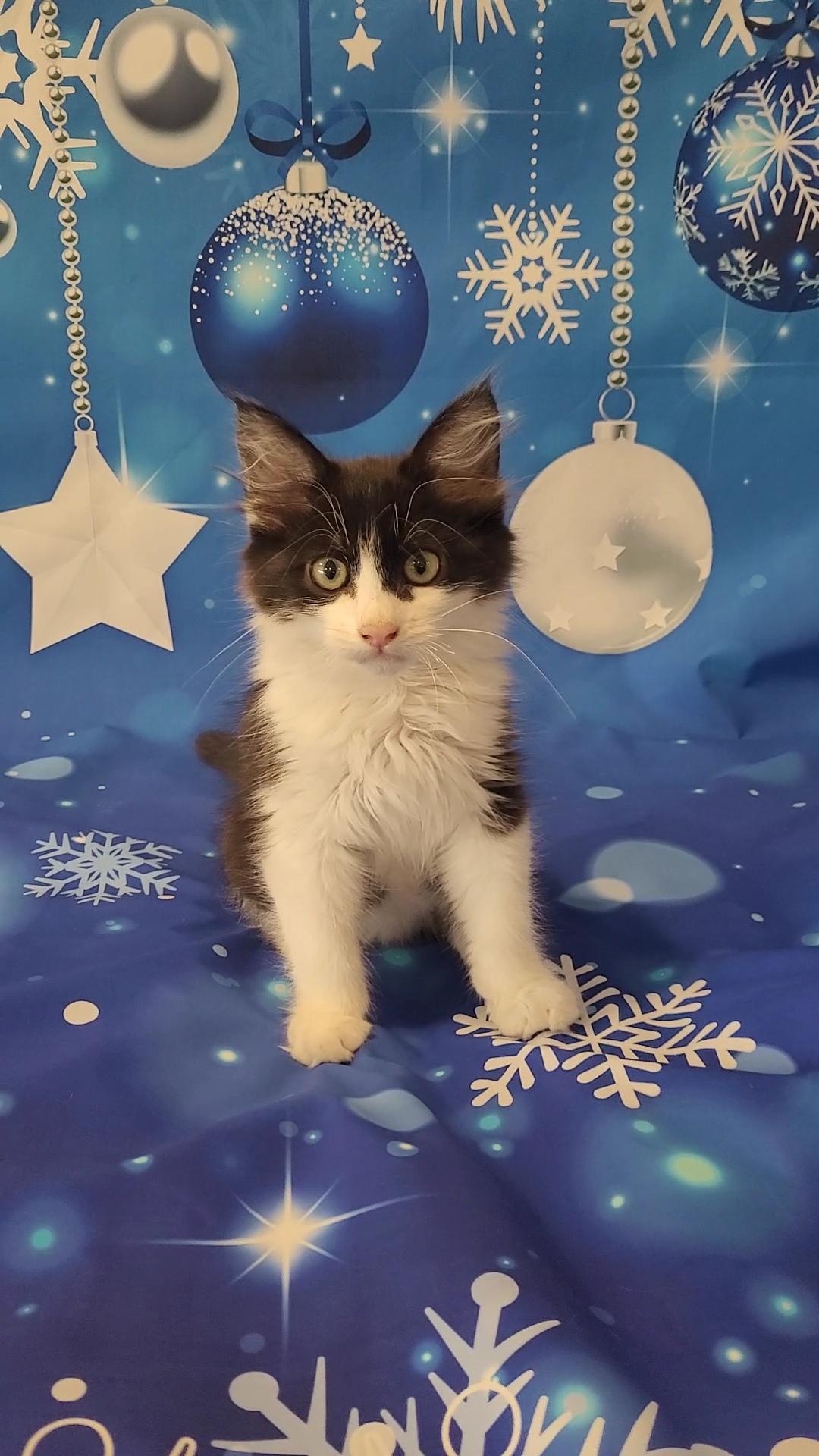 YOGI Bear, a Adoptable mixed breed in Escalon, CA image 6/6