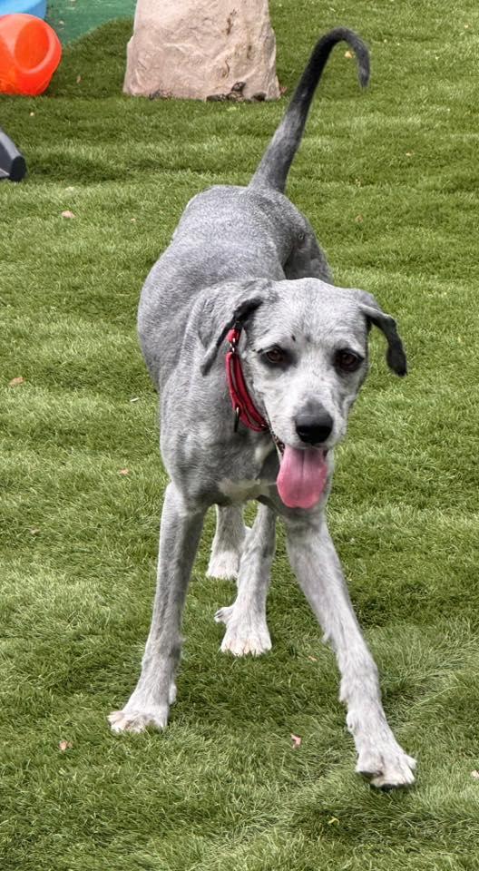 Floopy, a ADOPTABLE Mixed Breed in Racine, WI image 4/4