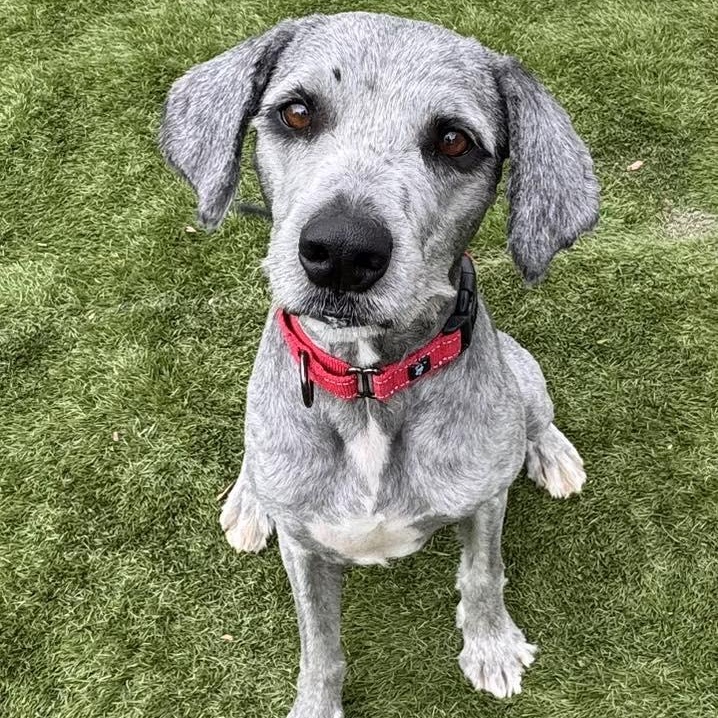Floopy, a ADOPTABLE Mixed Breed in Racine, WI image 1/4
