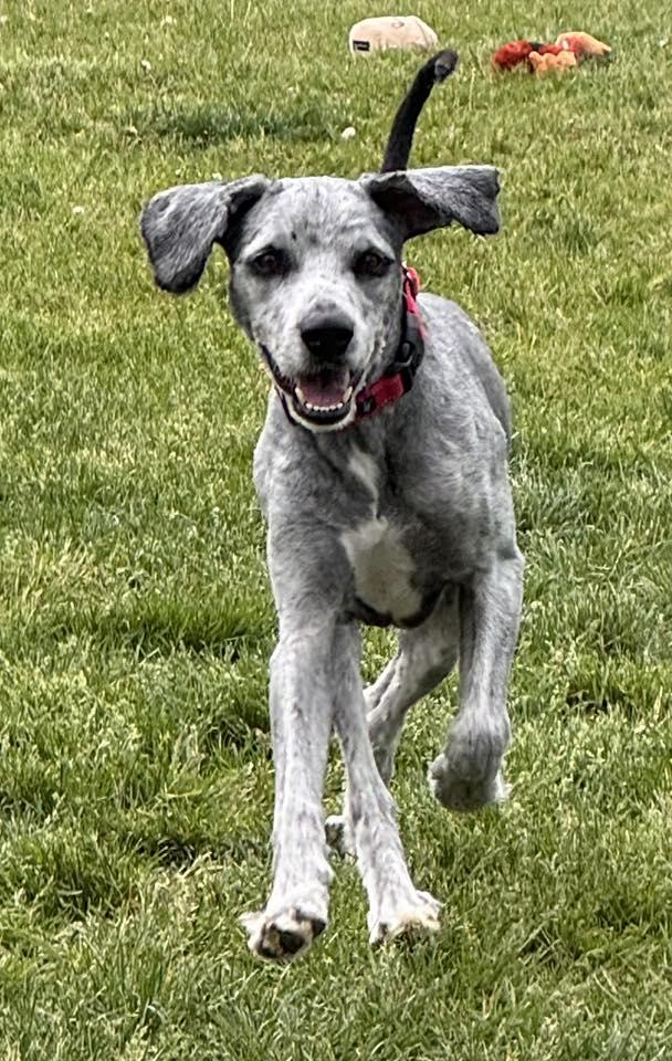 Floopy, a ADOPTABLE Mixed Breed in Racine, WI image 3/4