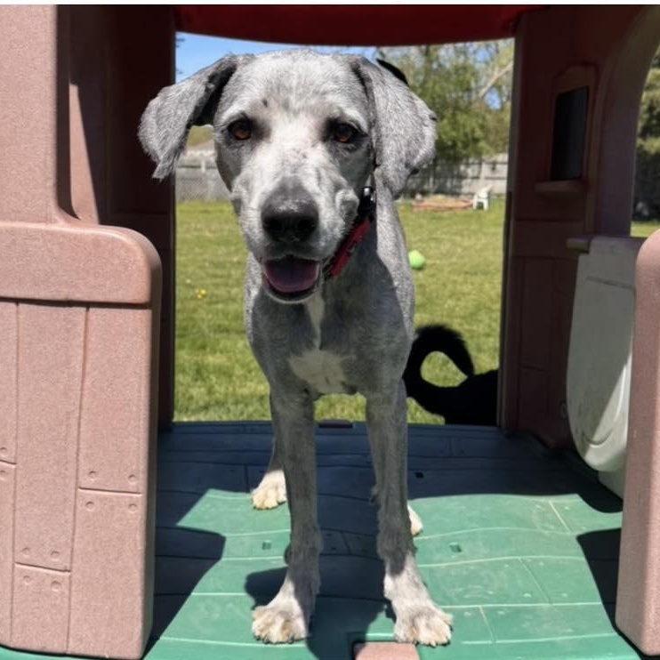 Floopy, a ADOPTABLE Mixed Breed in Racine, WI image 2/4