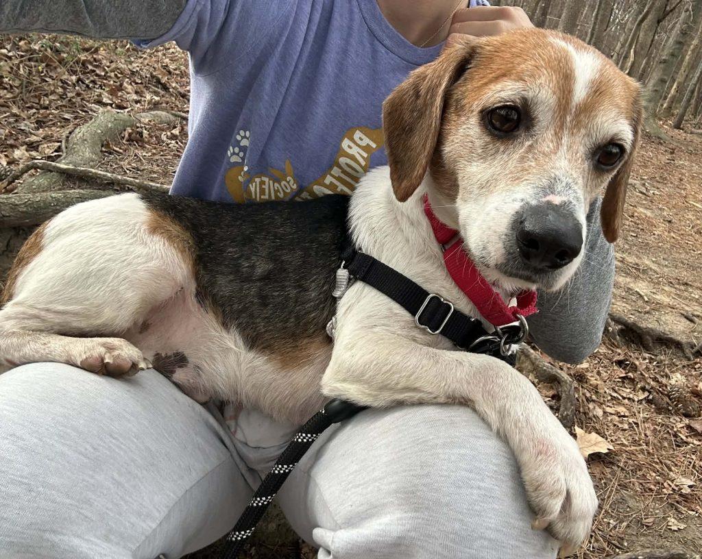 Enlarge Charlie, a Adopted Mixed Breed in Durham, NC image 1/3
