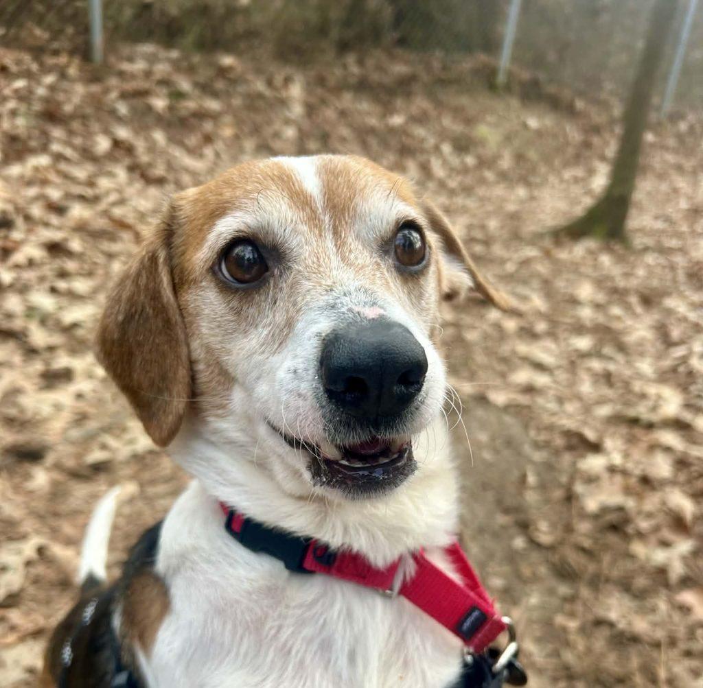 Enlarge Charlie, a Adopted Mixed Breed in Durham, NC image 2/3
