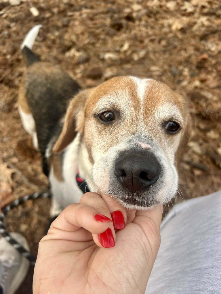 Enlarge Charlie, a Adopted Mixed Breed in Durham, NC image 3/3