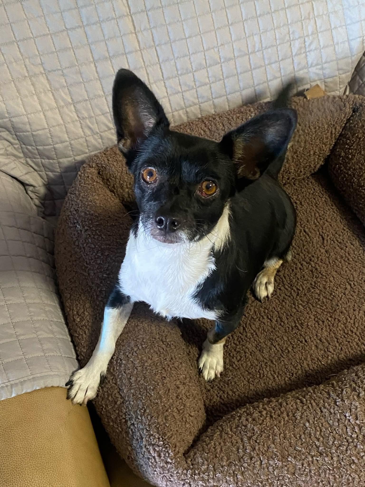 Minnie Mouse, Adoptable, Adult Female Chihuahua.