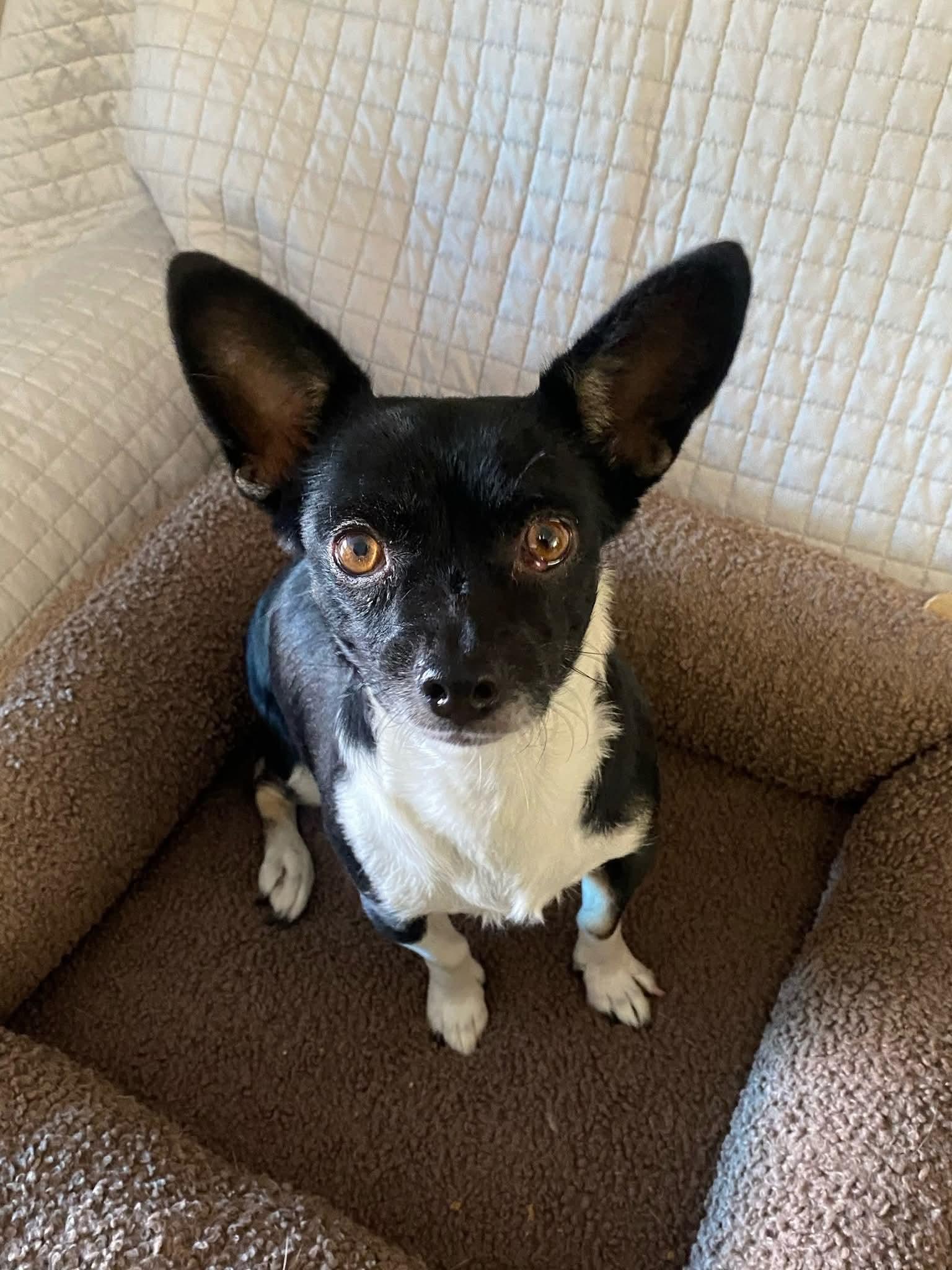 Enlarge Minnie Mouse, a Adoptable mixed breed in Oakland, CA image 2/6