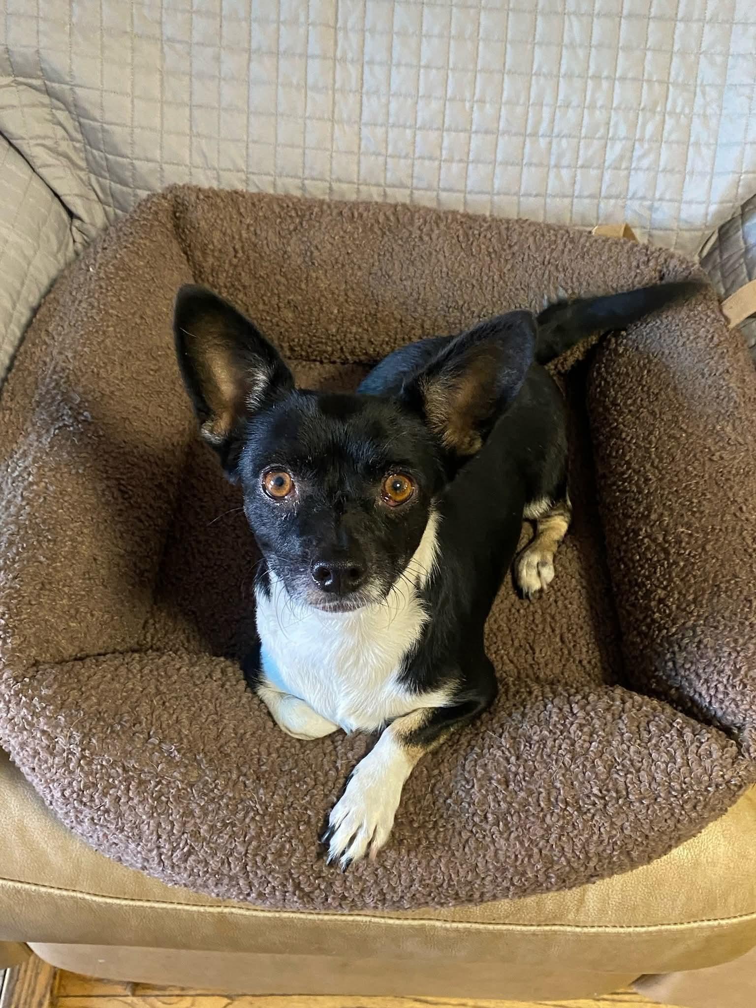 Enlarge Minnie Mouse, a Adoptable mixed breed in Oakland, CA image 4/6