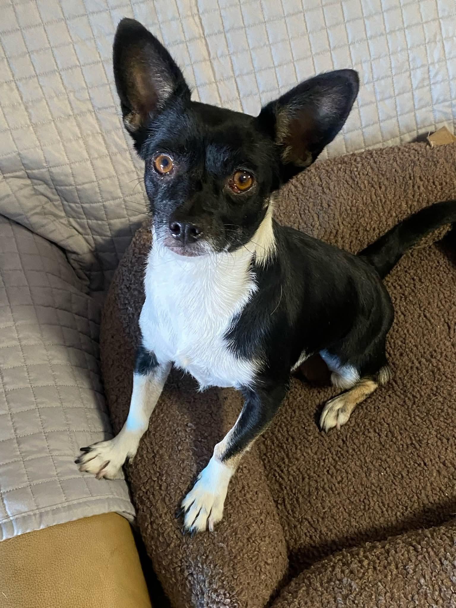 Enlarge Minnie Mouse, a Adoptable mixed breed in Oakland, CA image 5/6