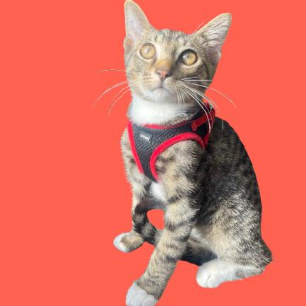 Cairo, Adoptable, Young Male Domestic Short Hair.