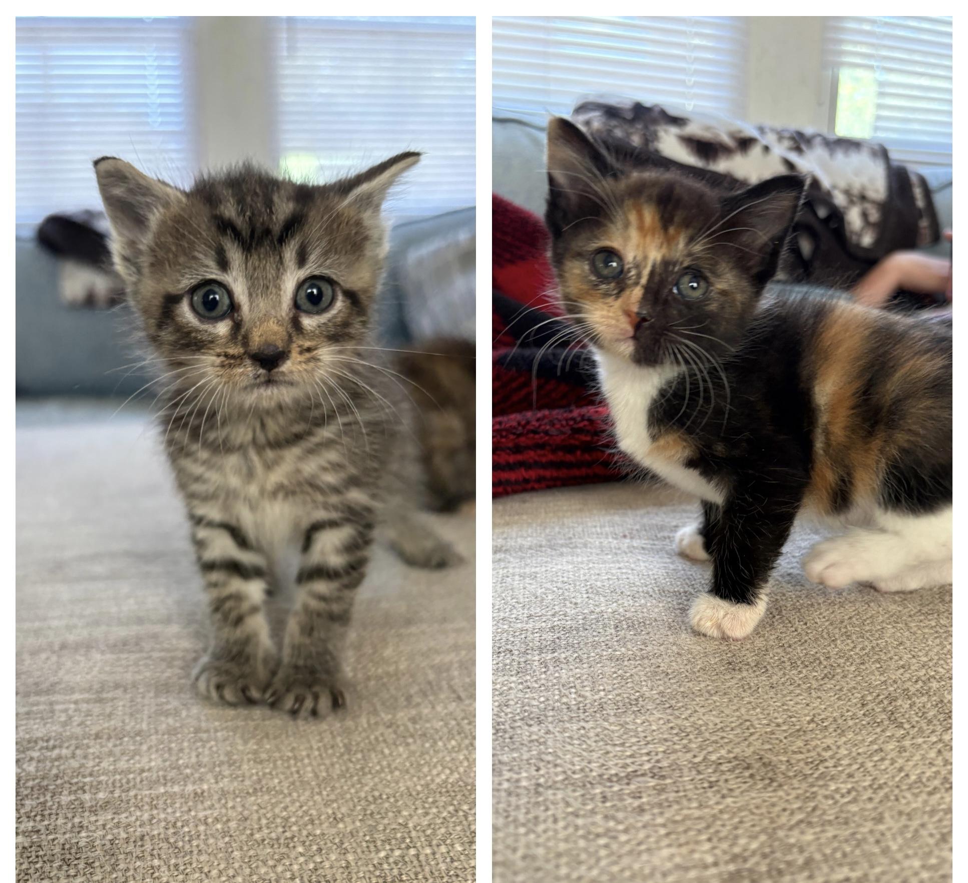 Magic Bean and Jellybean, adopted, Kitten Female Extra-Toes Cat / Hemingway Polydactyl.