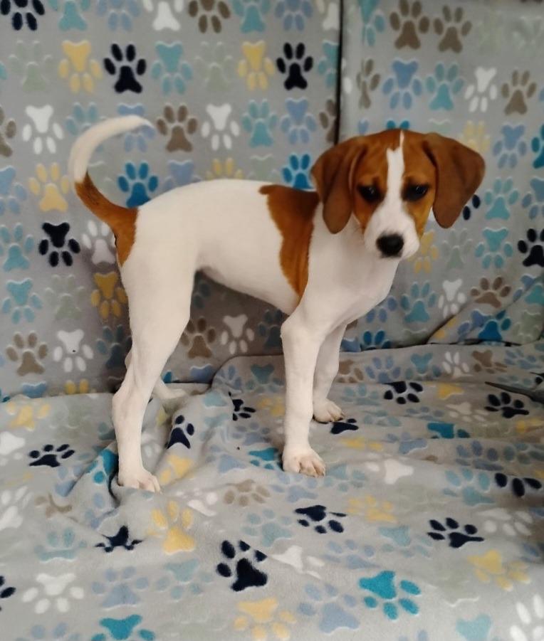 Enlarge Pepsi, a Adoptable Treeing Walker Coonhound in Wabash, IN image 1/3