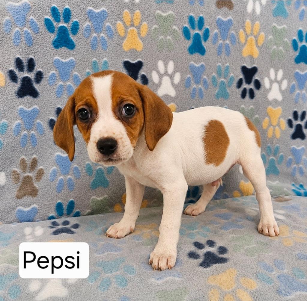 Enlarge Pepsi, a Adoptable Treeing Walker Coonhound in Wabash, IN image 2/3
