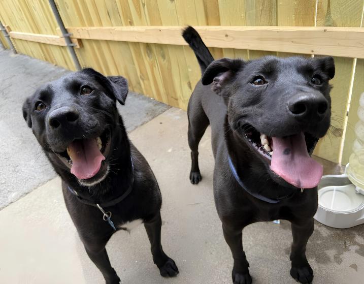 Enlarge Zeus & Zane, an adopted Labrador Retriever in Plainfield, IL image 2/5