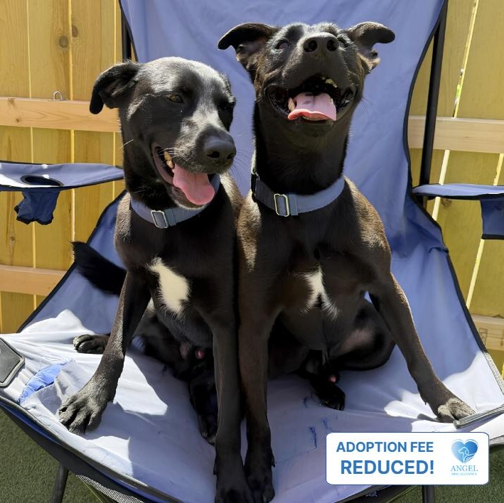 Enlarge Zeus & Zane, an adopted Labrador Retriever in Plainfield, IL image 1/5
