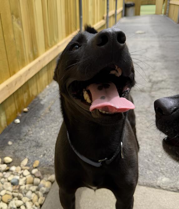 Enlarge Zeus & Zane, an adopted Labrador Retriever in Plainfield, IL image 5/5