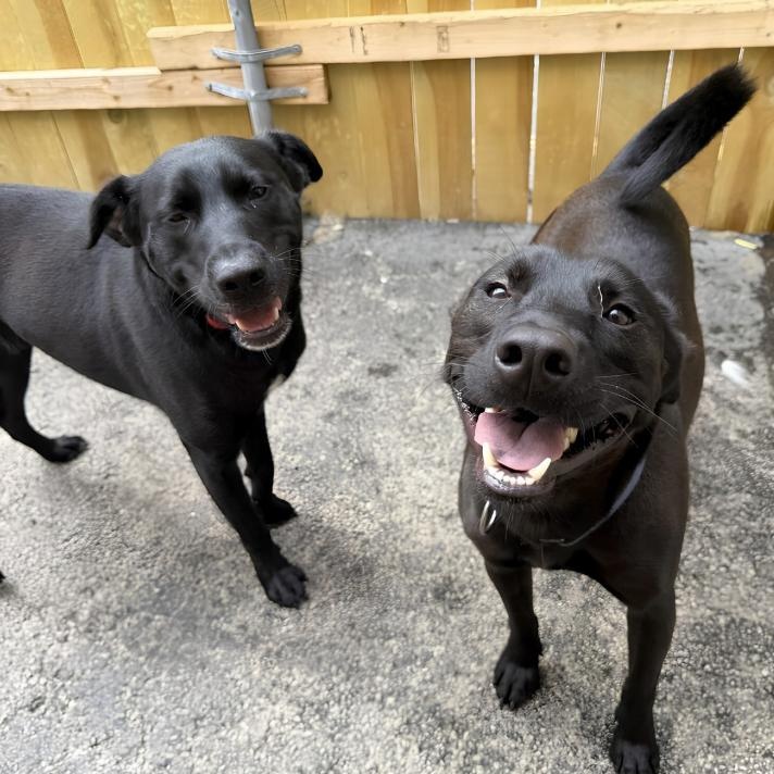 Enlarge Zeus & Zane, an adopted Labrador Retriever in Plainfield, IL image 4/5