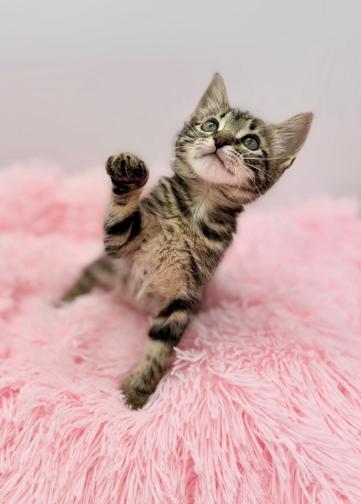 Esha Tewari, a Adoptable Tabby in Covington, LA image 5/6