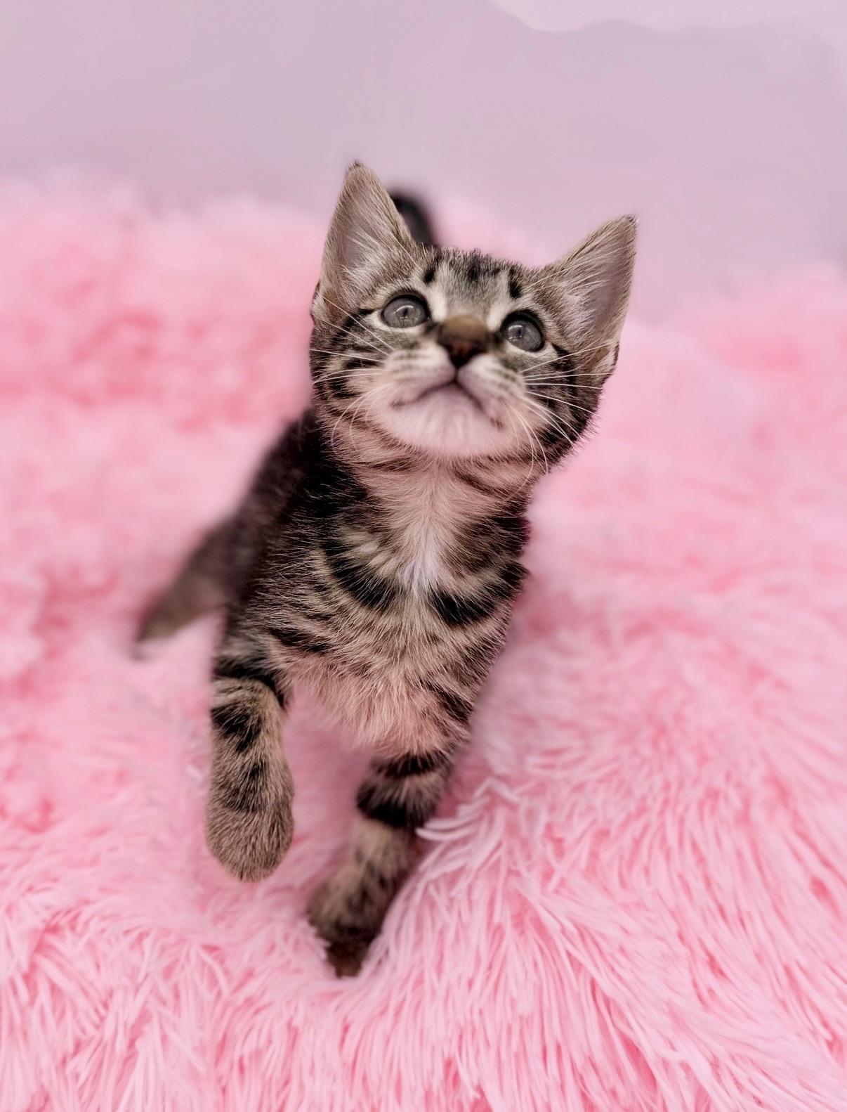 Esha Tewari, a Adoptable Tabby in Covington, LA image 2/6