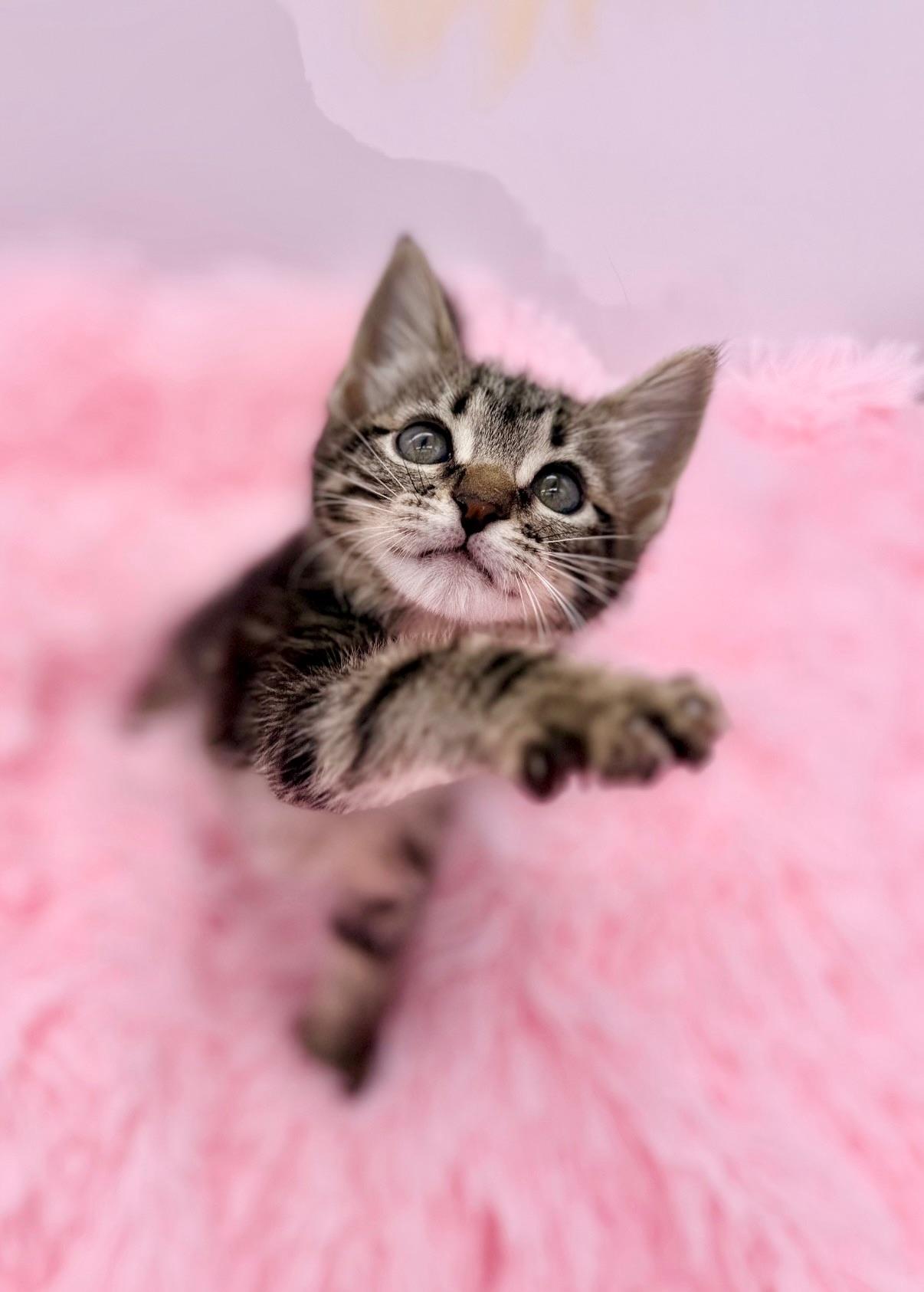 Esha Tewari, a Adoptable Tabby in Covington, LA image 3/6