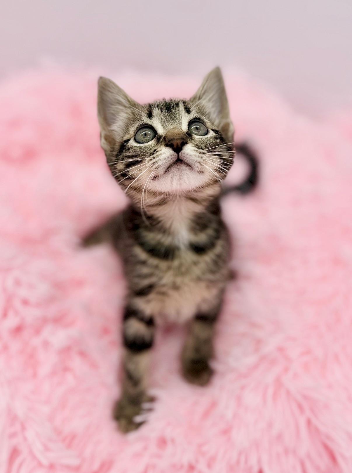 Esha Tewari, a Adoptable Tabby in Covington, LA image 1/6