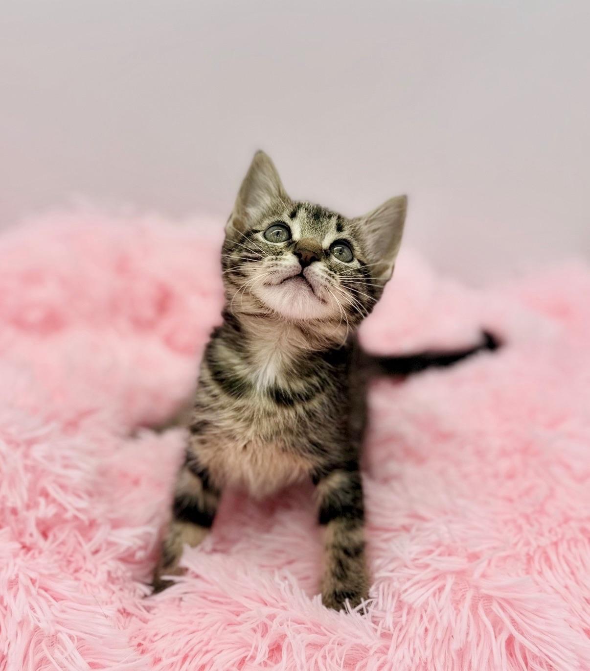 Esha Tewari, a Adoptable Tabby in Covington, LA image 6/6