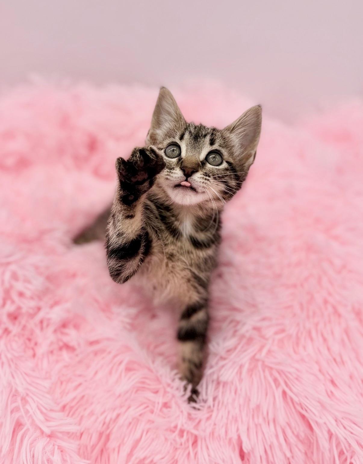 Esha Tewari, a Adoptable Tabby in Covington, LA image 4/6