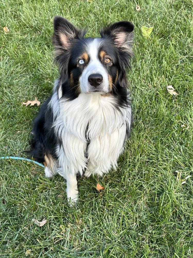 0933 Leo, Adoptable, Adult Male Australian Shepherd.